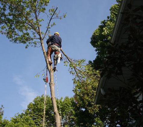A Professional Tree Service - Lexington, KY