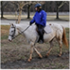 Wheaton Park Stables