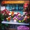 Beautiful Works Flowers Cards & Gifts gallery