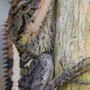 Advantage Wildlife Removal - Pest Control Services