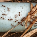 Northeast Exterminating - Pest Control Equipment & Supplies
