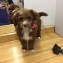 Animal Medical Center - Veterinarians