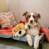 Connie Winters Pet Resort gallery