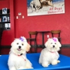 All Dogs Unleashed Dog Training Des Moines gallery