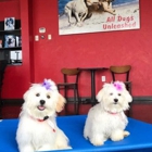 All Dogs Unleashed Dog Training Des Moines
