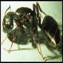 Hill Country Pest Control of Fredericksburg - Termite Control