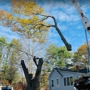 Trees & Driveways