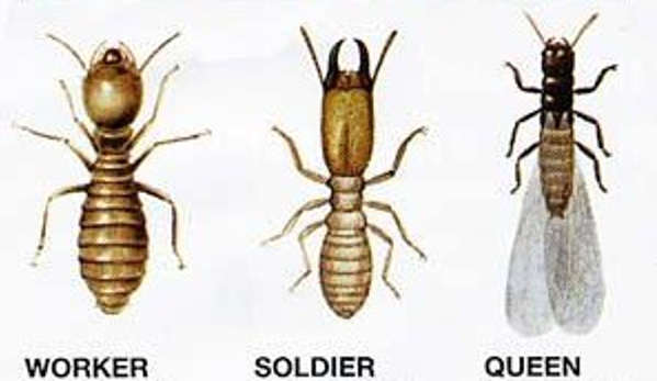 All Seasons Pest Control - Euless, TX