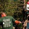 Joe's Complete Tree Service gallery