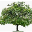 Countywide Tree & Landscape Service