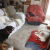 B-B's Dog Boarding Service gallery