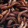 Sharon's Worm Sales