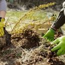Quality & Reliable Tree Service - Tree Service