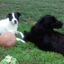 A&T's Pet Palace - Pet Boarding & Kennels