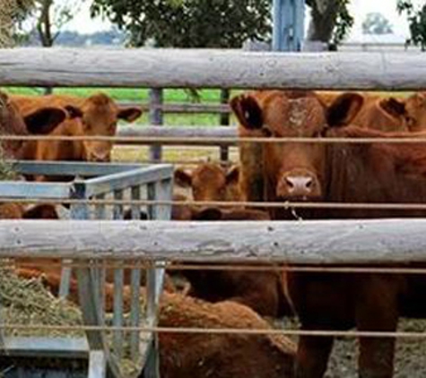 Harveydale Fencing - Westbury, TAS