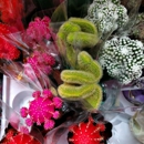 World Of Flowers - Flowers, Plants & Trees-Silk, Dried, Etc.-Retail