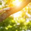 JT Tree Service gallery