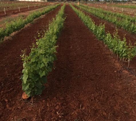 Merbein Vine Nursery - Birdwoodton, VIC