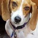 Four Paws Animal Hospital - Veterinarians