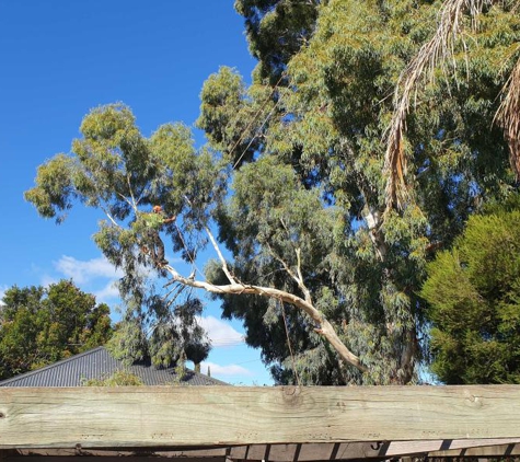 CTL Services - Tree Removal Adelaide - Norwood, SA