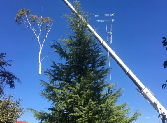 Snowy Mountains Tree Service Pty Limited - Cooma, NSW