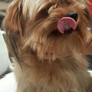 Hollywood Pets - Pet Boarding & Kennels