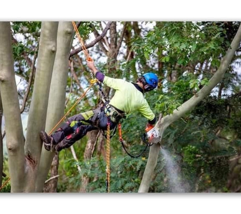 Micks Tree Worx - Coes Creek, QLD
