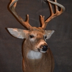 Whited Way Taxidermy