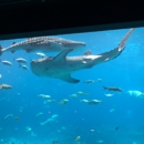 Georgia Aquarium - Public Aquariums