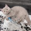 Luxury Only Kittens gallery