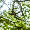 Spider-Man Tree services gallery