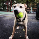 Swifto Dog Walking in Dumbo - Pet Sitting & Exercising Services