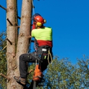 All American Tree Services - Tree Service