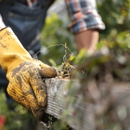 Nature Tree Service - Tree Service