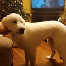 Pam's Pet Grooming - Pet Grooming