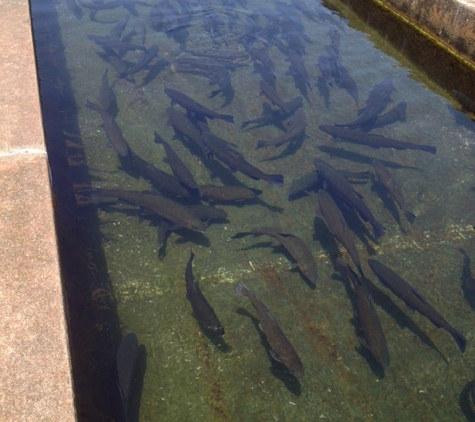 Norfork National Fish Hatchery - Salesville, AR