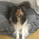 River City Pet Services - Pet Stores