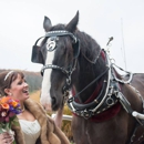 Black Tie Carriage Service - Horse & Carriage-Rental