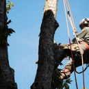 TreesForYou.com - Arborists