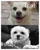 Just Muts - Dog & Cat Clipping & Grooming