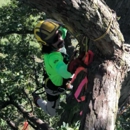 Arbor Cutler - Tree Service