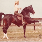 Liz Langford Arabians