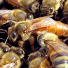 Essential Honey Bees L.L.C.
