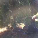 Helms Christmas Tree Farm - Christmas Trees