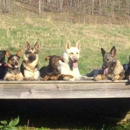 K9 Connection Dog Training - Pet Services