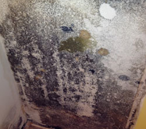 Mold Free New Jersey - Ocean City, NJ