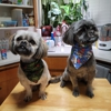 Happy Hounds Pet Grooming gallery