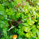 B's Pest Control Inc - Pest Control Equipment & Supplies
