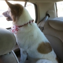 Cookies N Clean - Pet Grooming