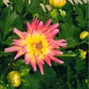 Augusta Hill Farms gallery
